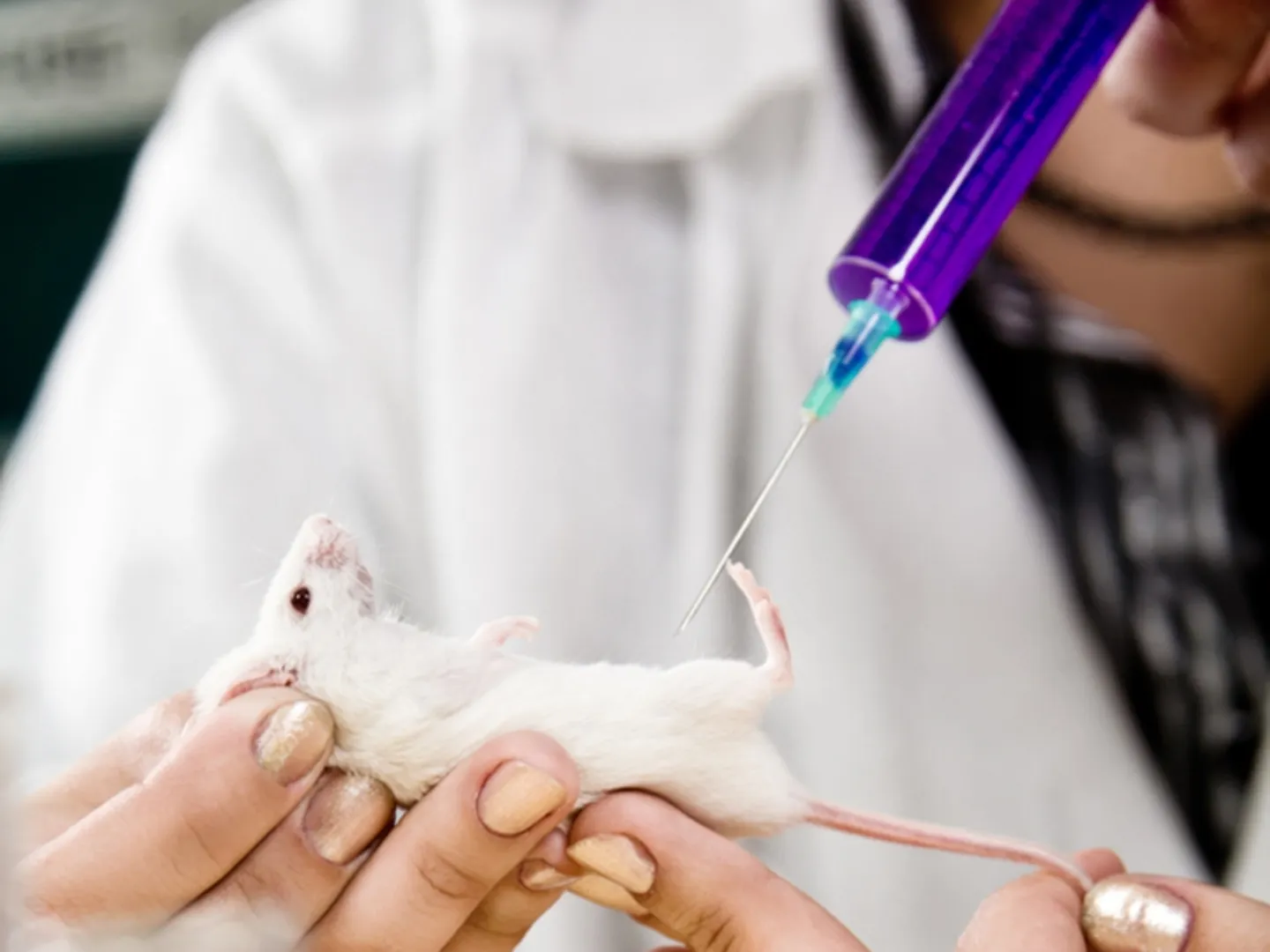 lab rat